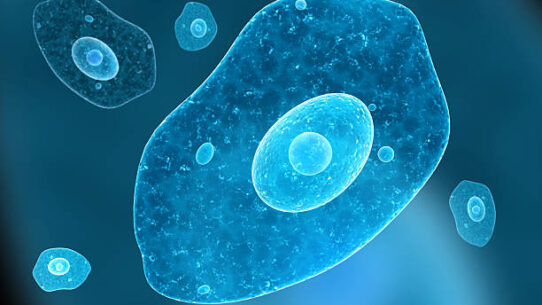amoeba sexe