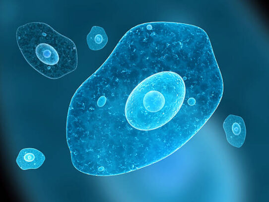 amoeba sexe